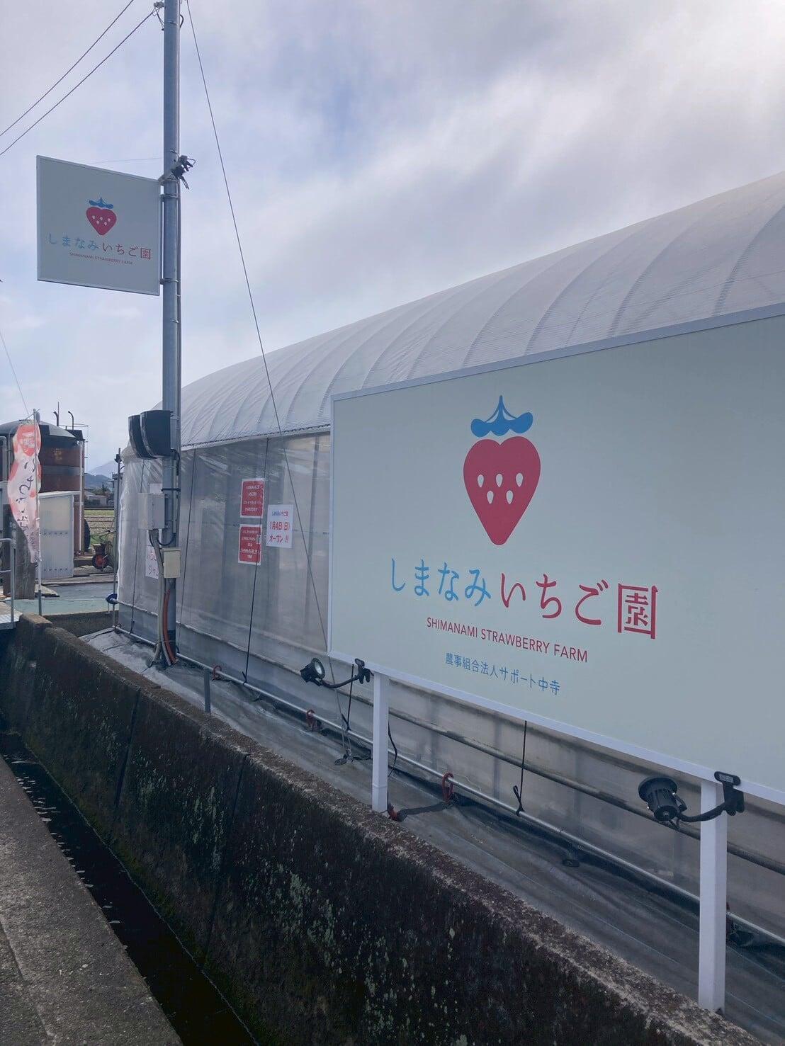 吹雪の中のいちご狩り