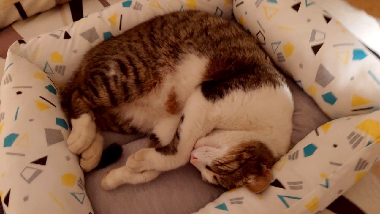 久しぶり、おーちゃん