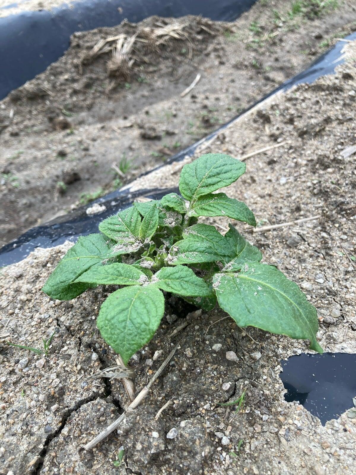 ひらのうえんの芽吹き