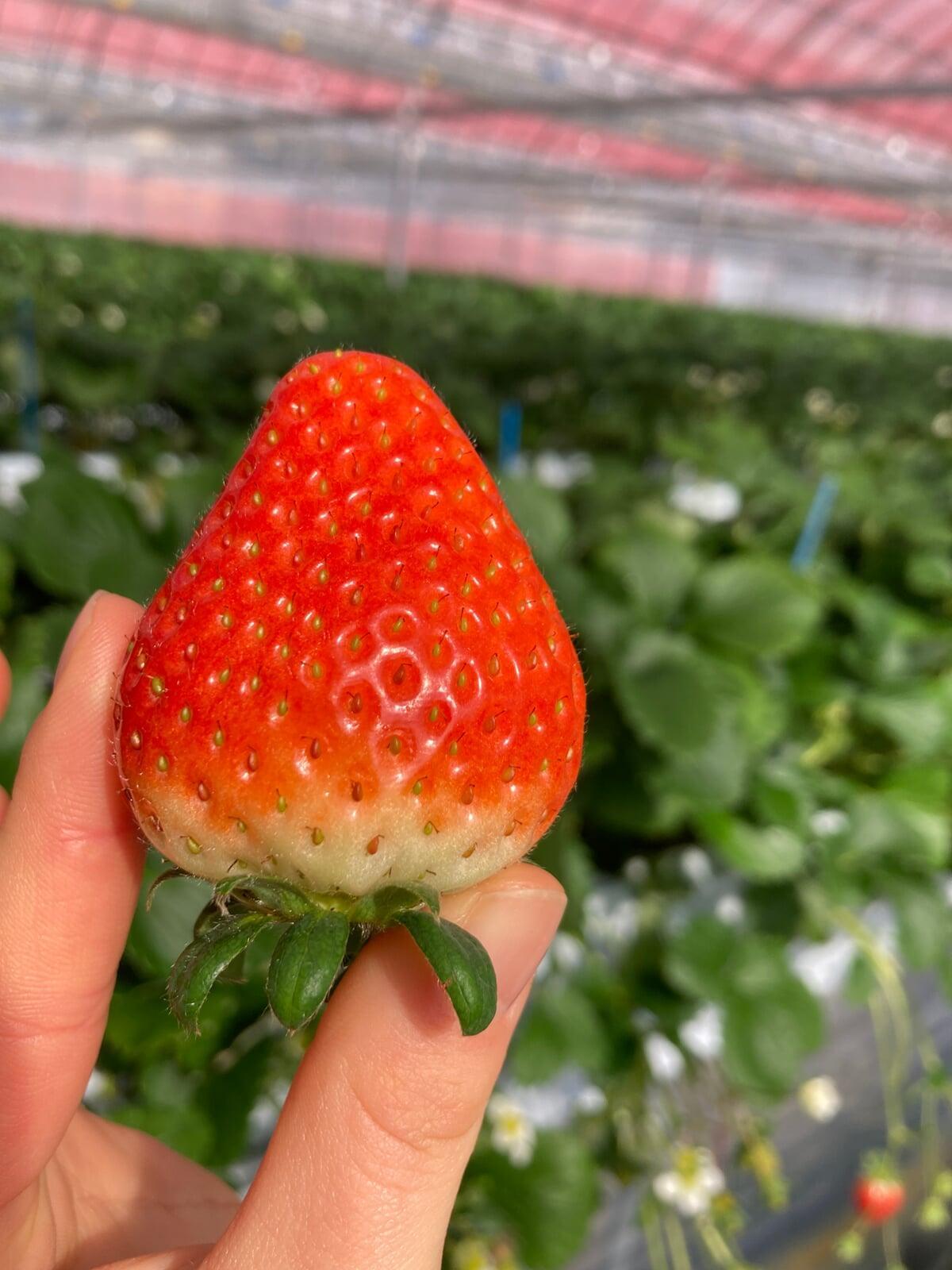 今治新スポット　いちご狩り
